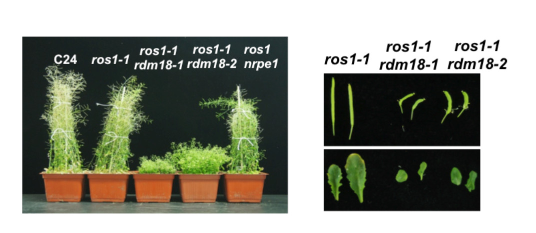 Genome Biology:пԺֲ޿оʾȾɫPKLRNA鵼DNA׻еĹ